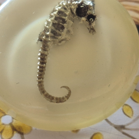 Seahorse Resin Paperweight - Cream - Picture 6 of 7